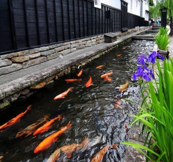 ปลาคราฟสวยๆในเมือง