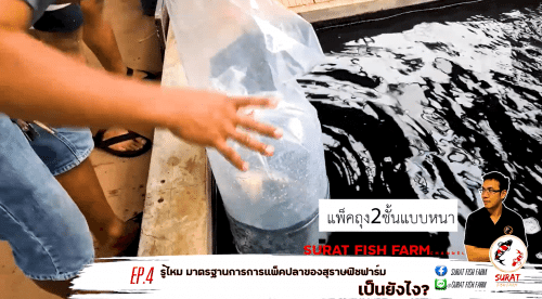 ฟาร์ม ปลาคราฟ วิธีแพคปลา ขั้นตอนที่ 2
