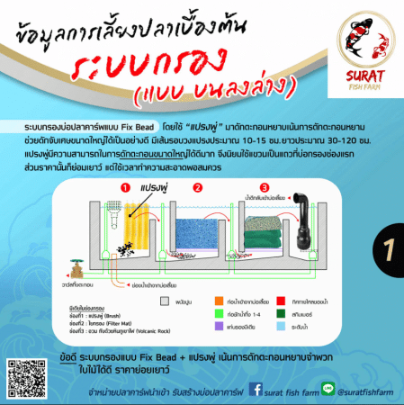 ปลาคาร์ฟไม่กินอาหาร คุณภาพน้ำ
