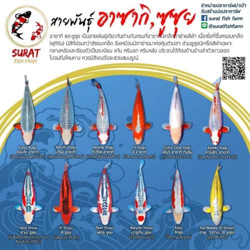 ตัวอย่างสายพันธุ์ ปลาคราฟ