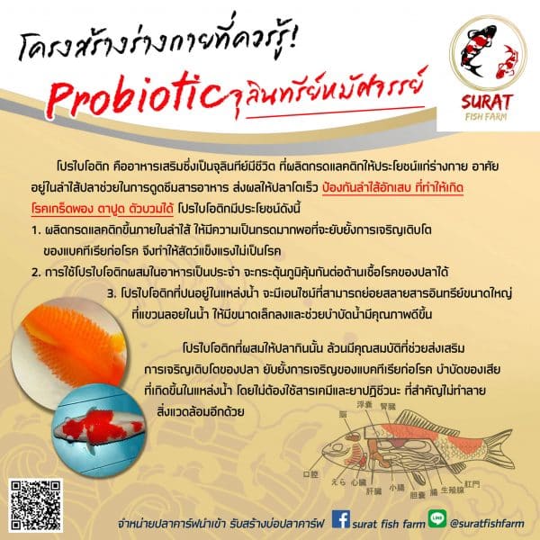 ป้องกันโรค ปลาคราฟ ท้องบวม ด้วยอาหารเสริม