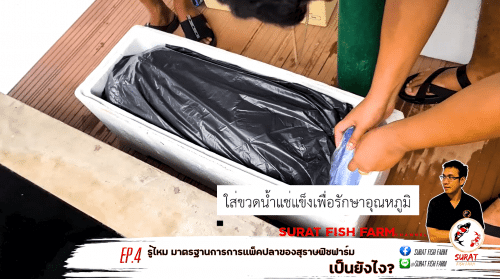 ฟาร์ม ปลาคราฟ วิธีแพคปลา ขั้นตอนที่ 3