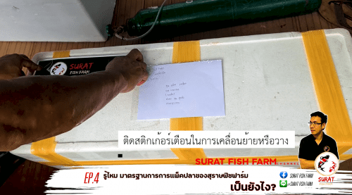 วิธีแพคปลา ขั้นตอนที่ 4