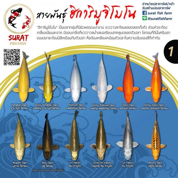 ปลาคราฟ สีส้ม ฮิคาริมูจิโมโน