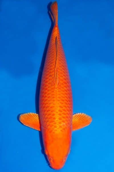 ปลาคราฟ สีส้ม โอกอน