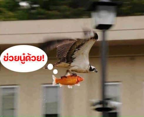 ข้อควรระวัง เลี้ยงปลาคราฟ 2
