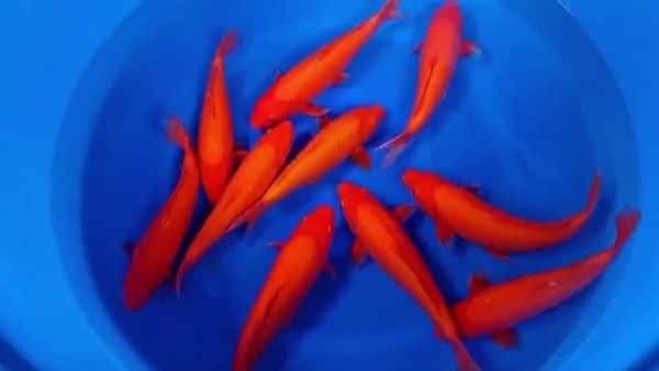 ปลาคราฟ สีส้ม ข้อดี