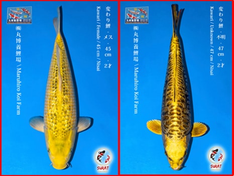 พันธุ์ปลาคราฟ Kawari