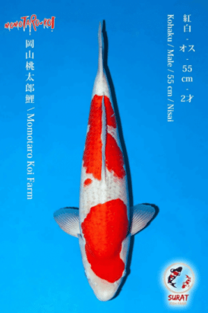 สายพันธุ์ ปลาคราฟ Kohaku