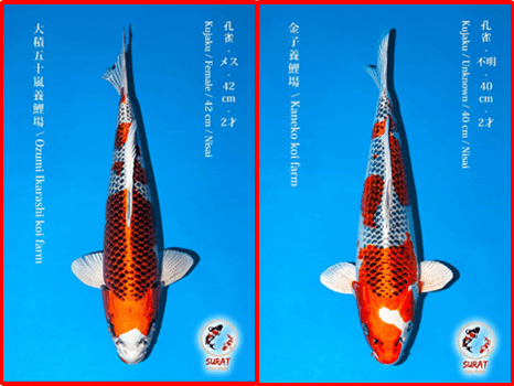 พันธุ์ปลาคราฟ Kojaku
