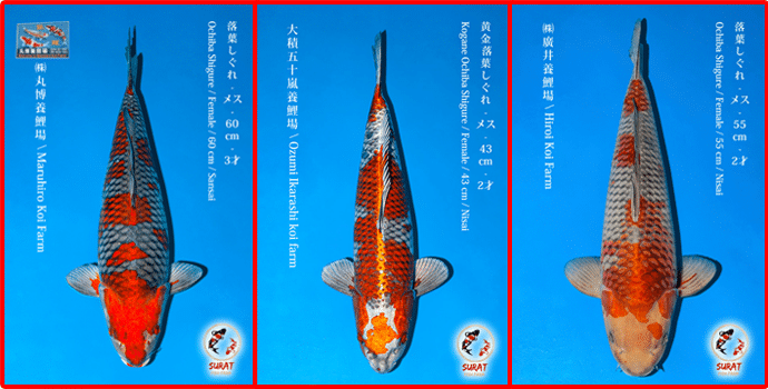 พันธุ์ปลาคราฟ Ochiba Shigure