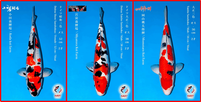 Taisho Sanshoku