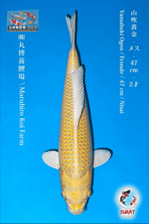 สายพันธุ์ ปลาคราฟ yamabuki