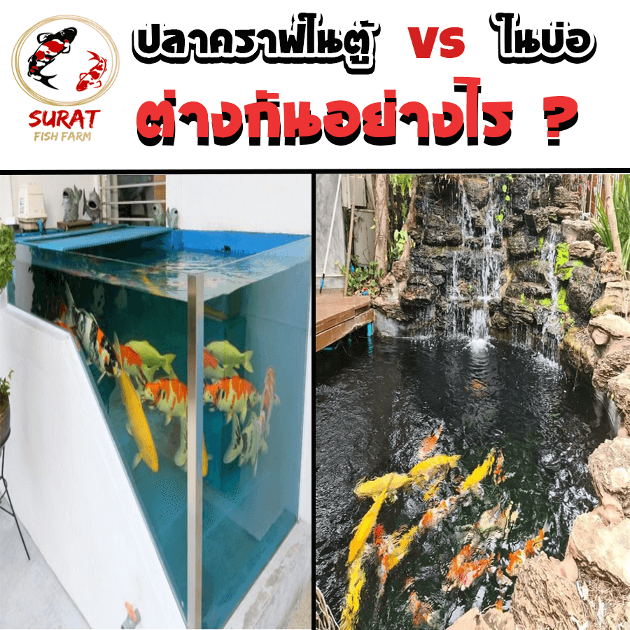 ตู้ปลาคราฟ