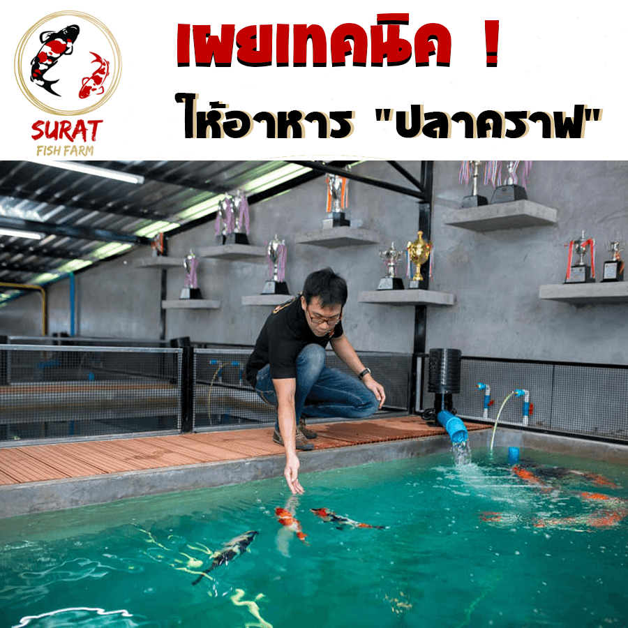 ปลาคราฟ กินอะไร