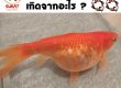 ปลาคราฟ ท้องบวม