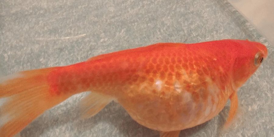 ปลาคราฟ ท้องบวม