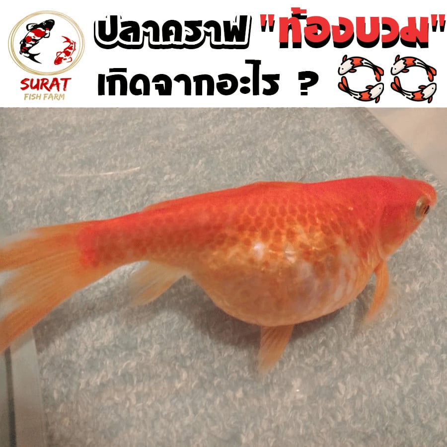ปลาคราฟ ท้องบวม