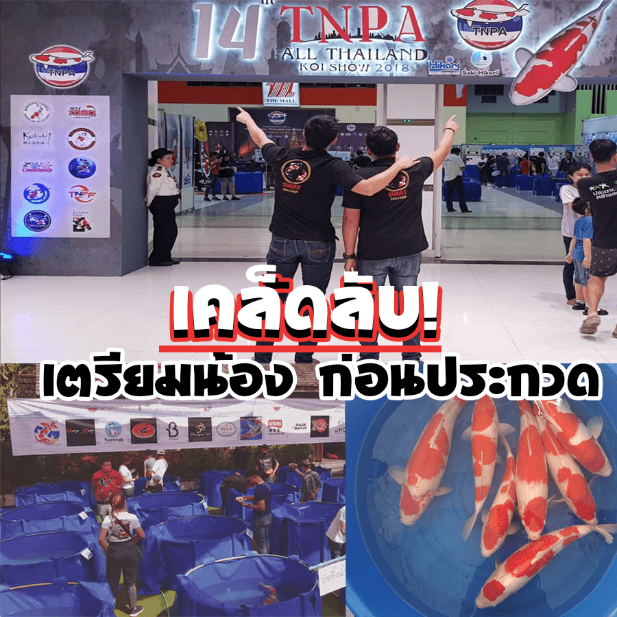 ปลาคราฟ ประกวด