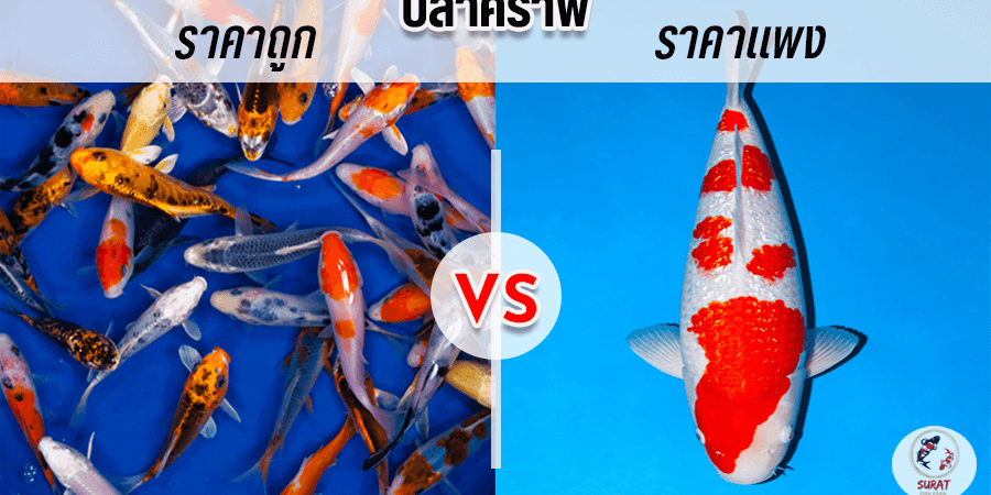 ปลาคราฟ ราคา