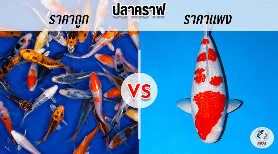ปลาคราฟ ราคา