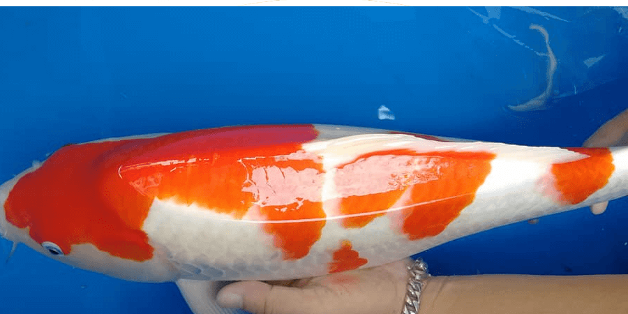 ปลาคราฟ สีส้ม