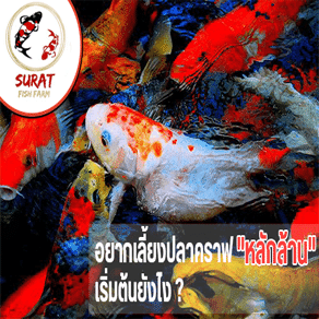 ปลาคราฟ หน้าปก