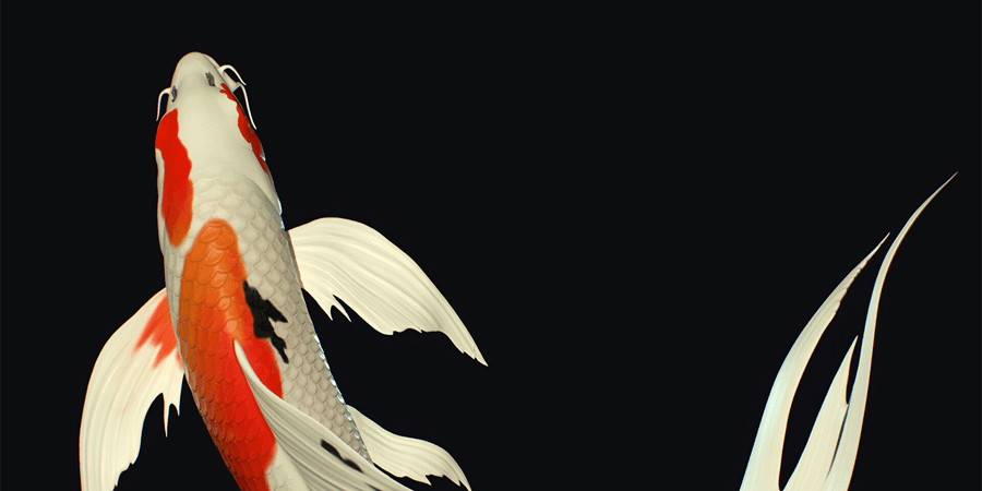 ปลาคราฟ หางยาว