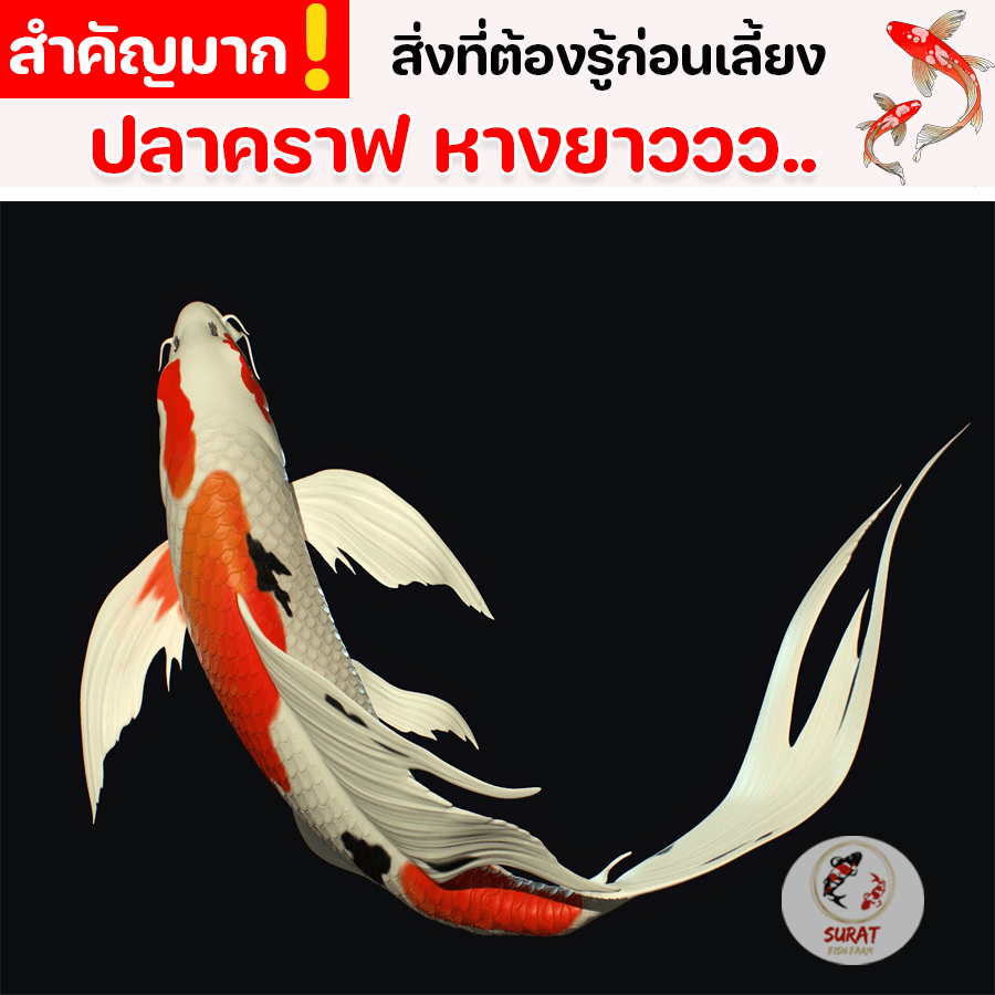 ปลาคราฟ หางยาว