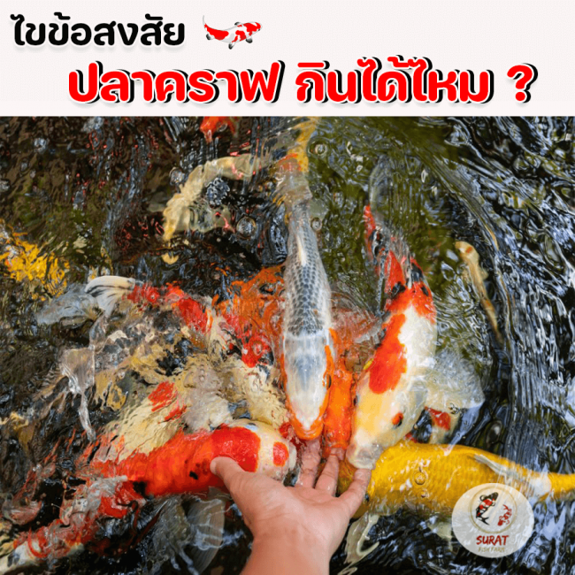 ปลาคราฟกินได้ไหม ปลาคราฟกินได้ไหม