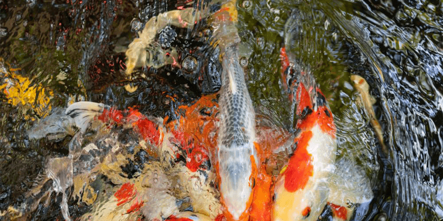 ปลาคราฟกินได้ไหม ปลาคราฟกินได้ไหม