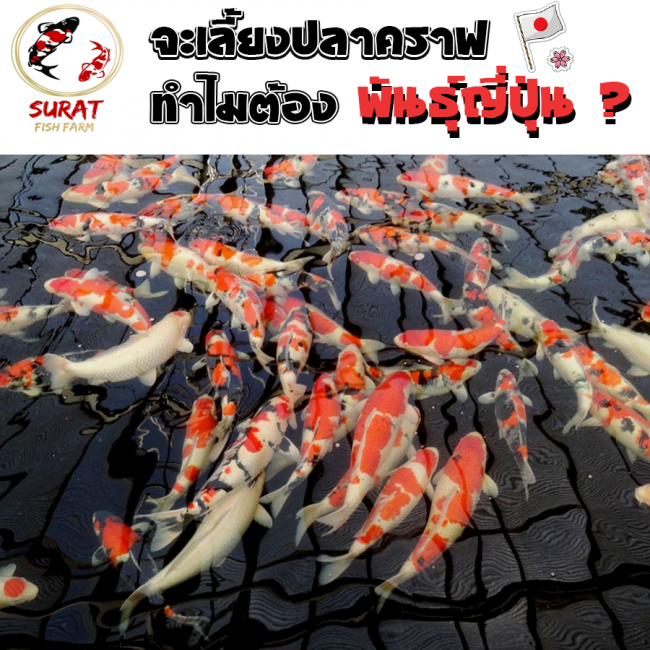 ปลาคราฟญี่ปุ่น