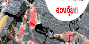 ปลาคราฟมงคล หน้าปก ปลาคราฟมงคล หน้าปก