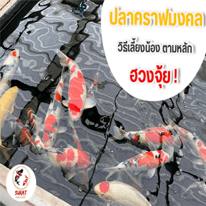 ปลาคราฟมงคล หน้าปก