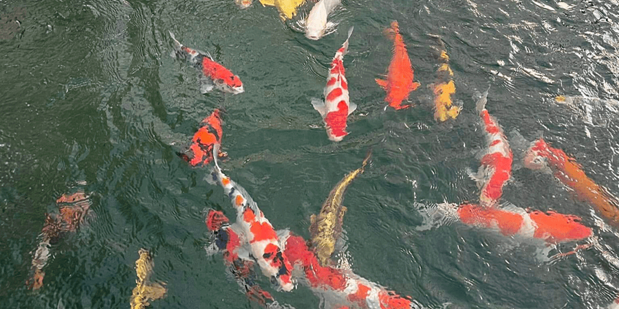 ปลาคราฟสวยๆ ปลาคราฟสวยๆ