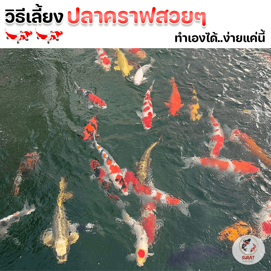 ปลาคราฟสวยๆ