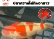 ปลาคาร์ฟไม่กินอาหาร