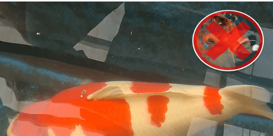 ปลาคาร์ฟไม่กินอาหาร ปลาคาร์ฟไม่กินอาหาร