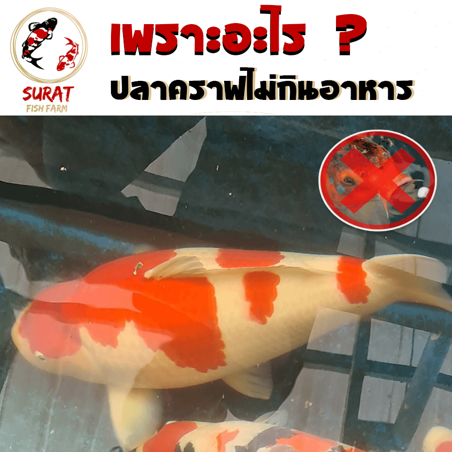 ปลาคาร์ฟไม่กินอาหาร