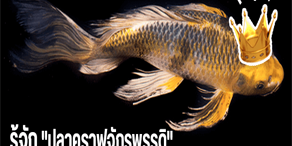 ปลาคราฟจักรพรรดิ์