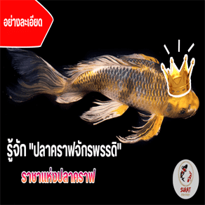 ปลาคราฟจักรพรรดิ์