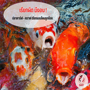 ปลาคาร์ฟ-ปลาคราฟ สะกดยังไง