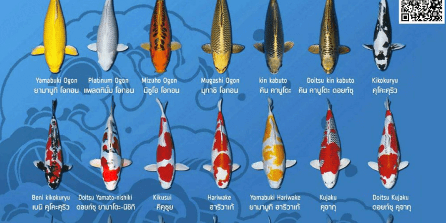 พันธุ์ปลาคราฟ