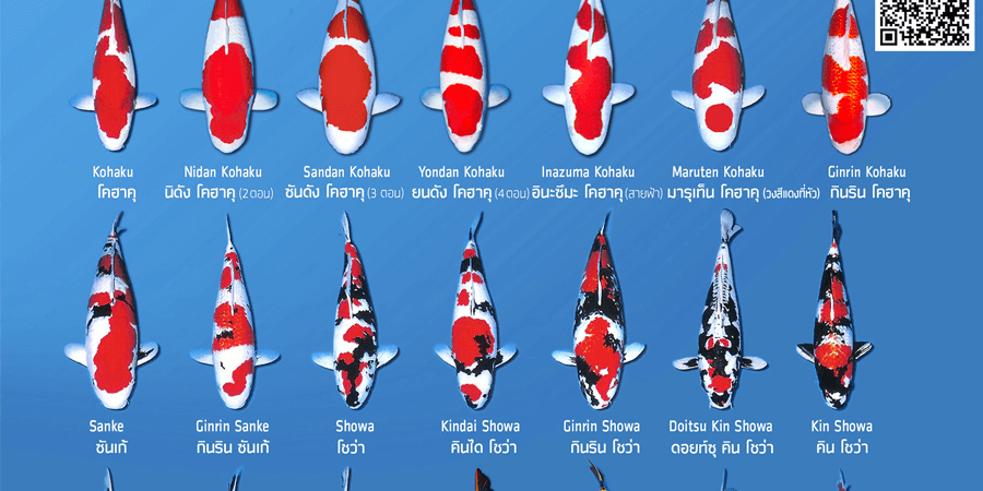 สายพันธุ์ ปลาคราฟ สายพันธุ์ ปลาคราฟ