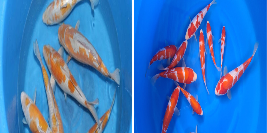 สี ปลาคราฟ สี ปลาคราฟ