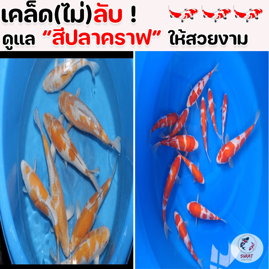 สี ปลาคราฟ