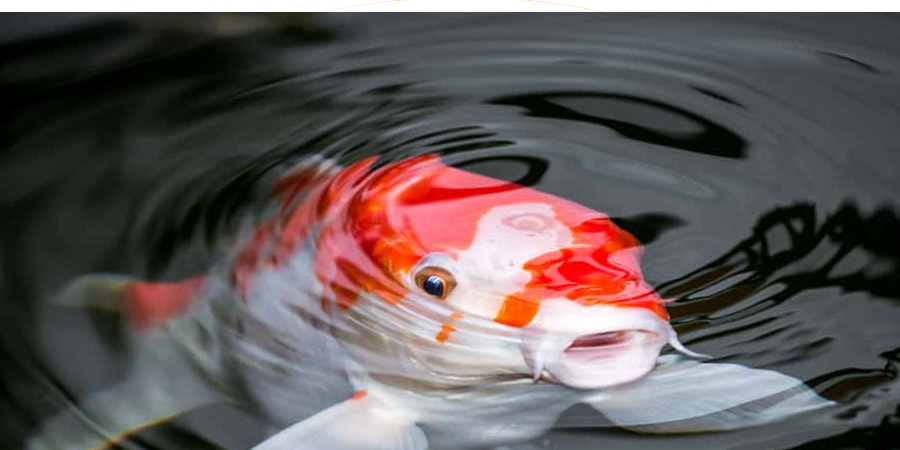 อายุปลาคราฟ