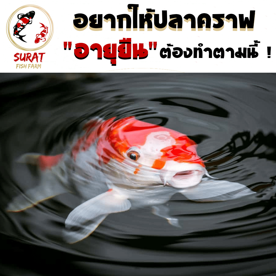 อายุปลาคราฟ